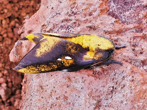 Adelowalkeria eugenia photographed in Suriname