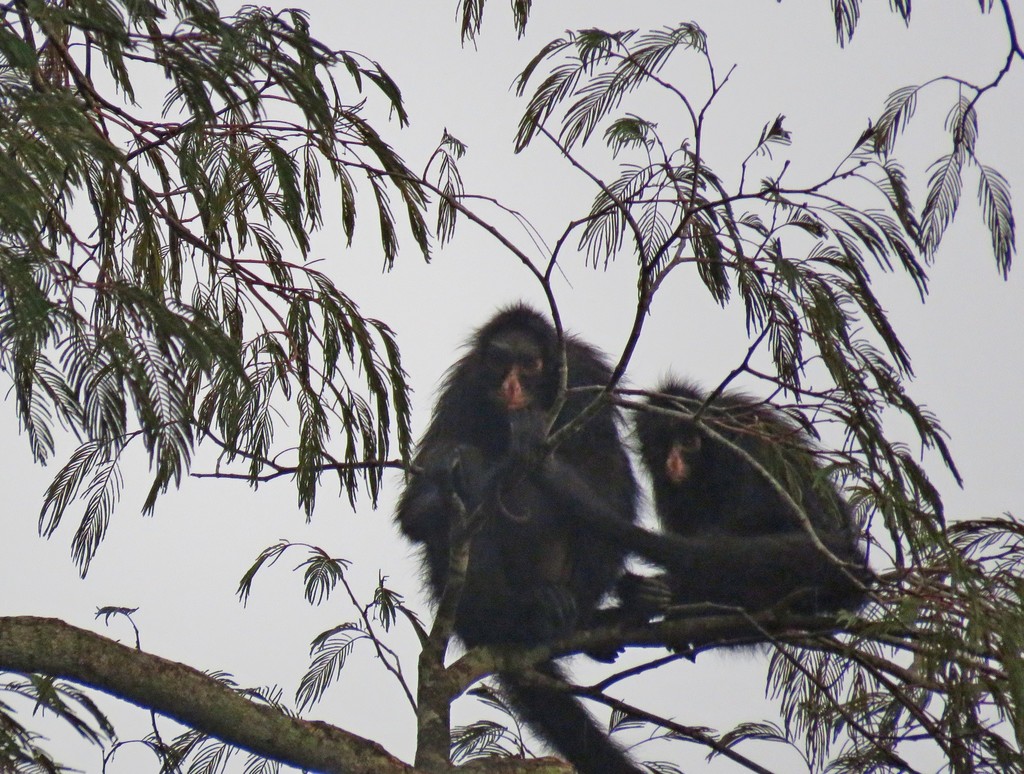 White-whiskered Spider Monkey
