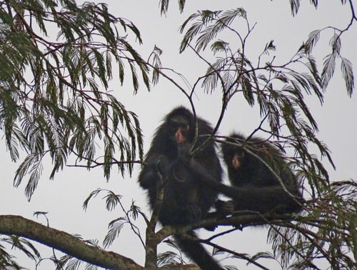 White-whiskered Spider Monkey