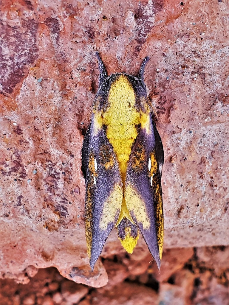 Adelowalkeria eugenia