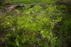 Ziziphus mauritiana