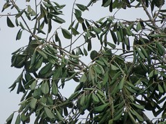 Aspidosperma