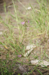 Cleome strigosa