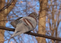 Columba livia domestica