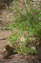 Cleome strigosa