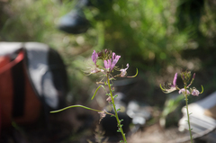 Cleome strigosa