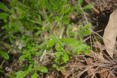 Cleome strigosa