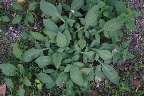 Tatarian Cephalaria (Cephalaria gigantea)