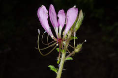Cleome strigosa