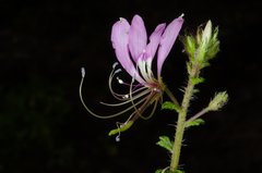 Cleome strigosa
