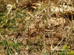 Poa bulbosa vivipara