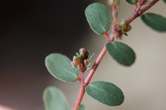 Euphorbia prostrata image