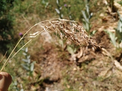 Poa bulbosa vivipara