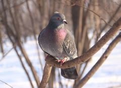 Columba livia domestica