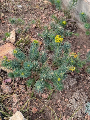 cypress spurge