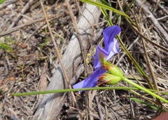 Aristea juncifolia