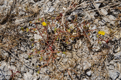 Portulaca oleracea nitida