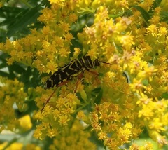 Megacyllene robiniae