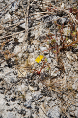 Portulaca oleracea nitida