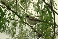 Mimus parvulus
