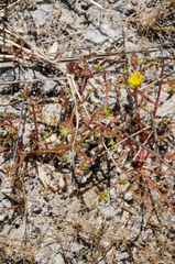 Portulaca oleracea nitida