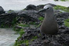 Anous stolidus galapagensis