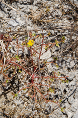 Portulaca oleracea nitida