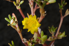Portulaca oleracea nitida