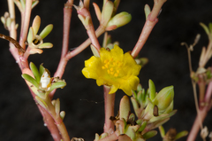 Portulaca oleracea nitida