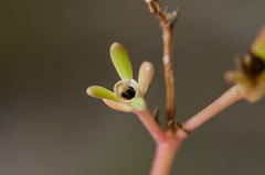 Portulaca oleracea nitida