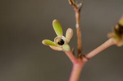 Portulaca oleracea nitida