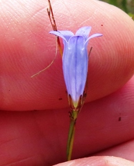 Siphocodon spartioides