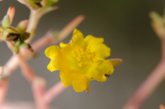 Portulaca oleracea nitida