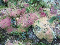 Sphagnum magellanicum
