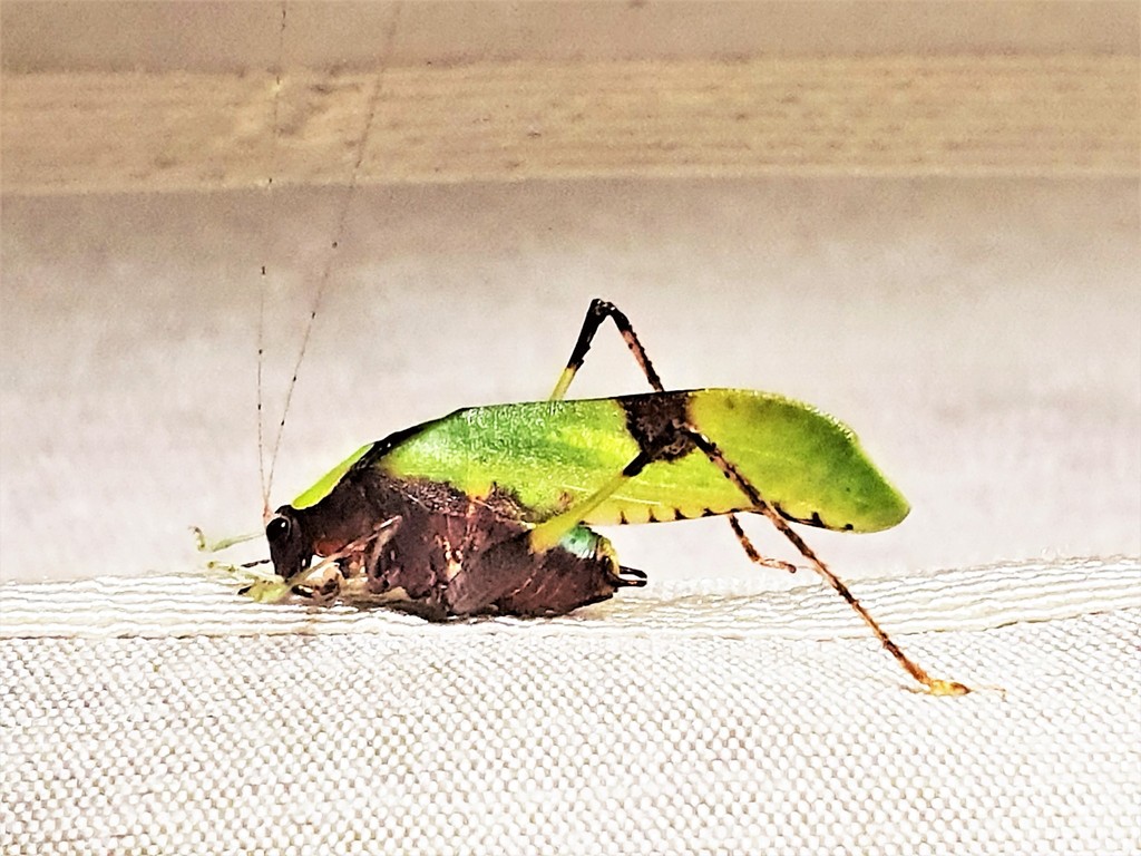 Hetaira cornuta