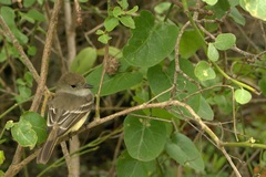 Myiarchus magnirostris