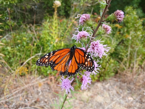 Monarch Butterfly
