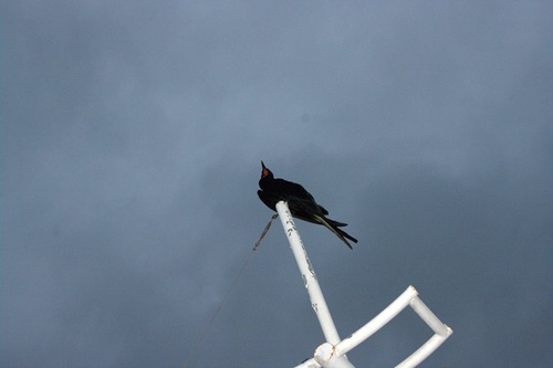 Fregatidae