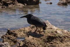 Butorides striata sundevalli