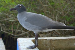 Leucophaeus fuliginosus