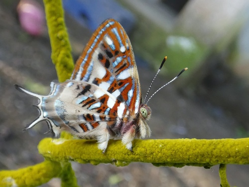 Sarota chrysus