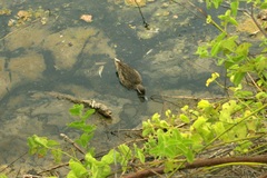 Anas bahamensis galapagensis