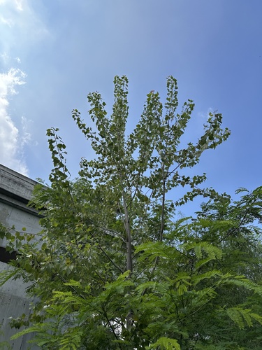 Populus mexicana, photograph 5