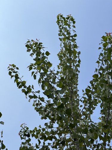 Populus mexicana, photograph 6