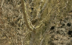 Camarhynchus pallidus