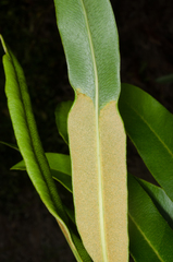 Acrostichum speciosum