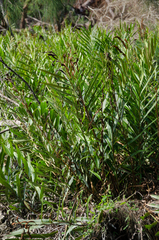 Acrostichum speciosum