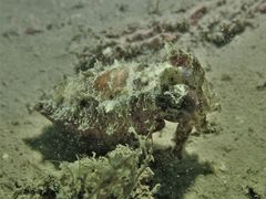 Sepia recurvirostra
