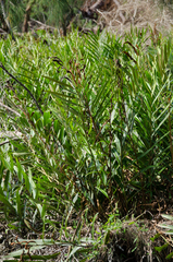 Acrostichum speciosum