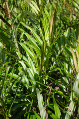 Acrostichum speciosum